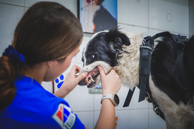 certificados medicos veterinario para mascotas