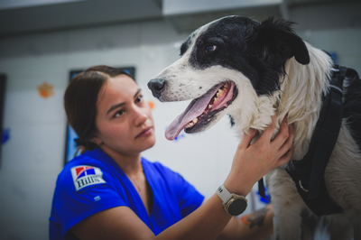 consulta general para perros y gatos