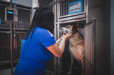 hospitalizacion perros y gatos
