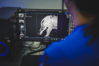 radiografia perros y gatos
