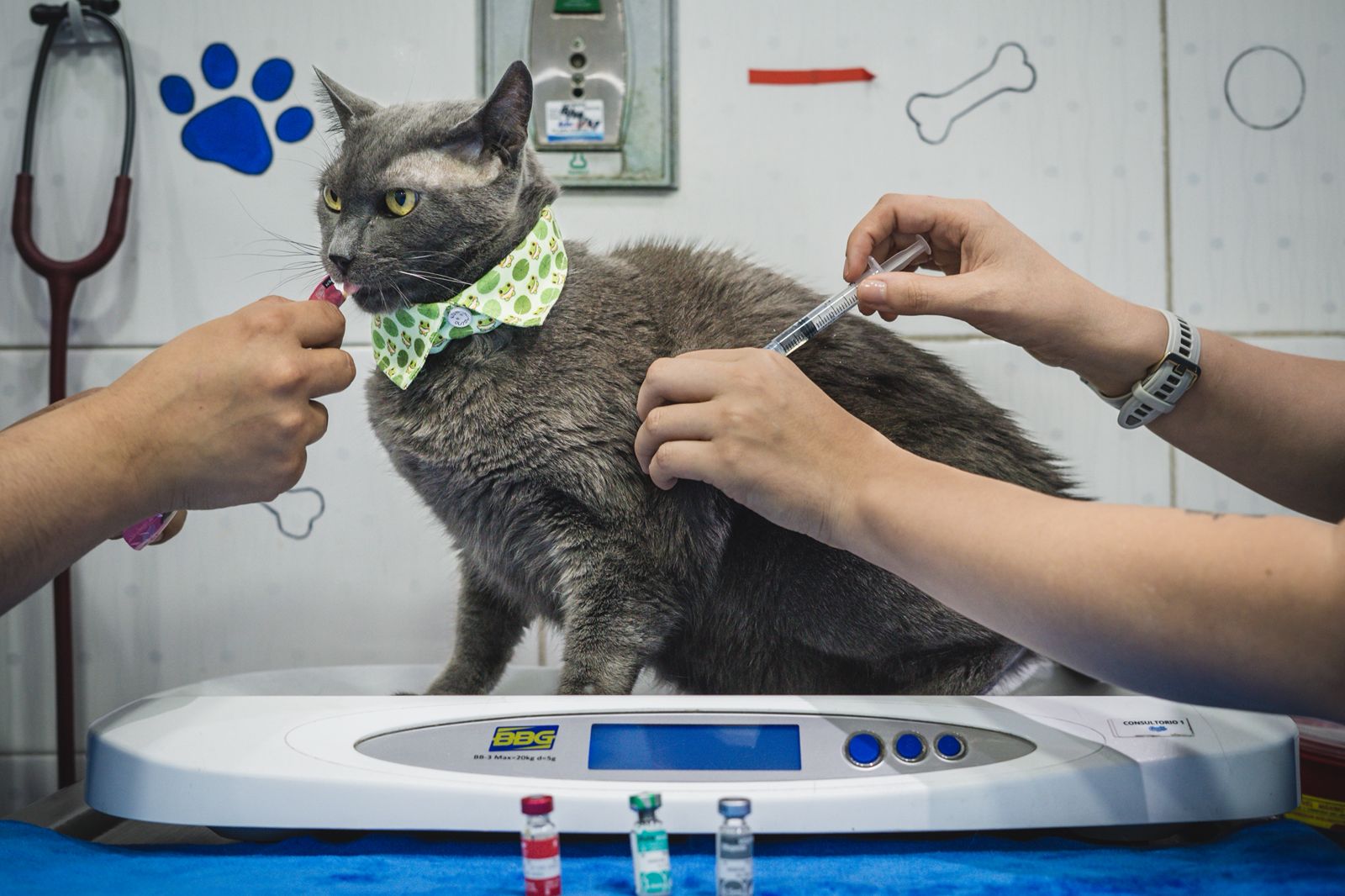 vacunacion de perros y gatos